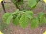 foglie di nocciolo
