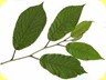 foglie di carpino bianco
